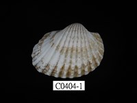 藏品(血蚶)的圖片